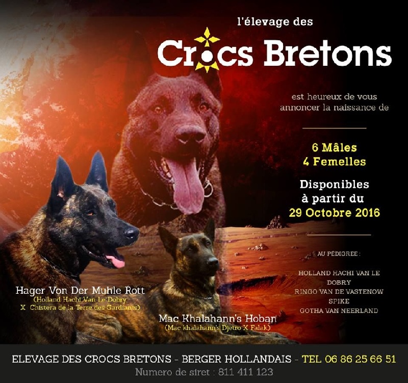 Des Crocs Bretons - Berger hollandais - Portée née le 03/09/2016