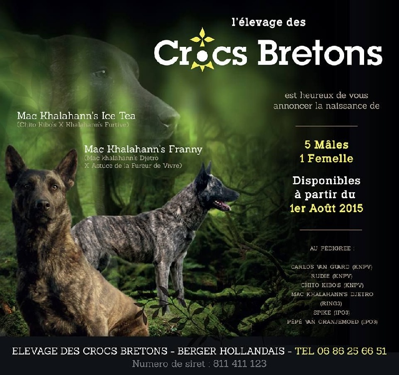 Des Crocs Bretons - Berger hollandais - Portée née le 06/06/2015