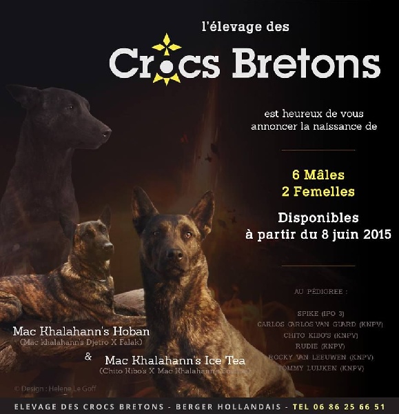 Des Crocs Bretons - Berger hollandais - Portée née le 13/04/2015